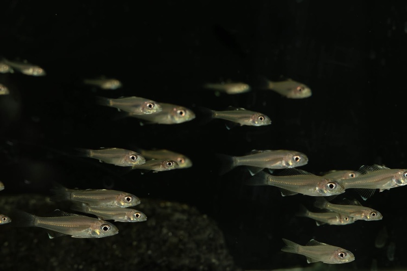 Trematocara marginatum 'Kigoma area'